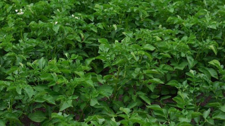 Компир – високо доходовна култура