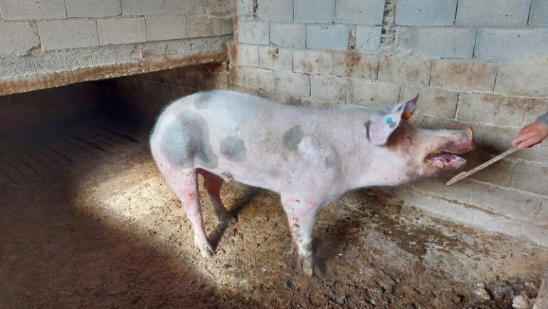 Африканска чума кај свињите- Потврден нов случај на болеста