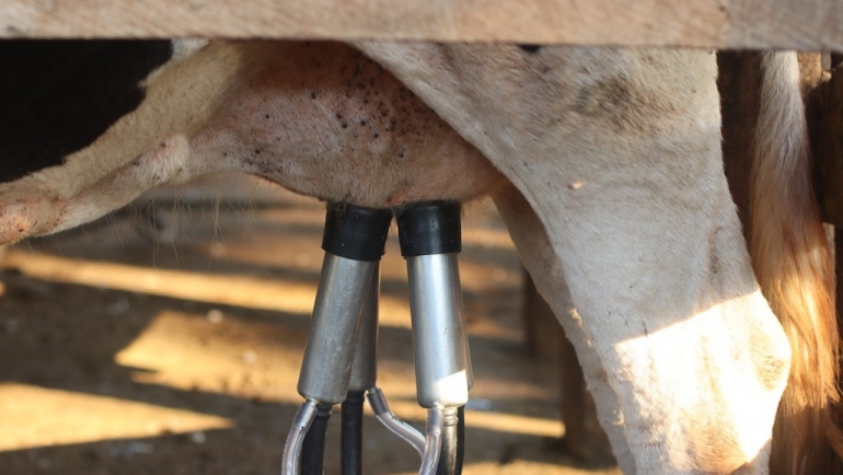 Опрема за молзење