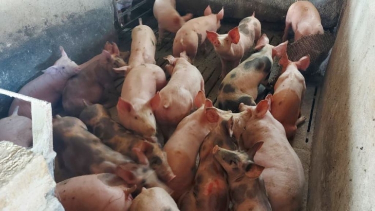 Африканска чума кај свињите