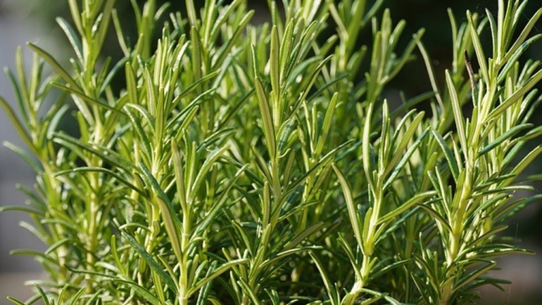 Како да одгледате рузмарин?