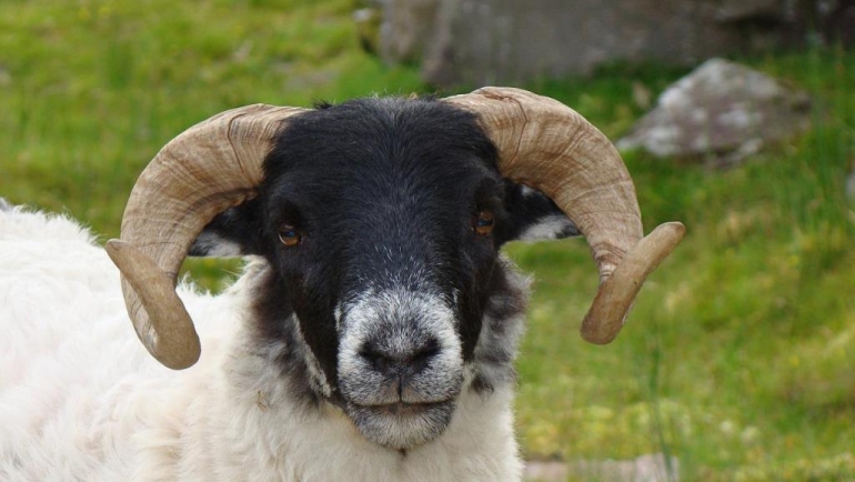 Исхрана за расплодни овни