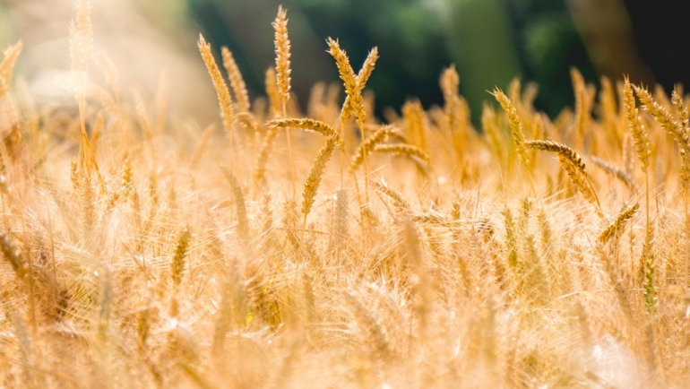 Првиот ден од месец август сончев со температура која во текот на денот ќе достигне до 36 степен