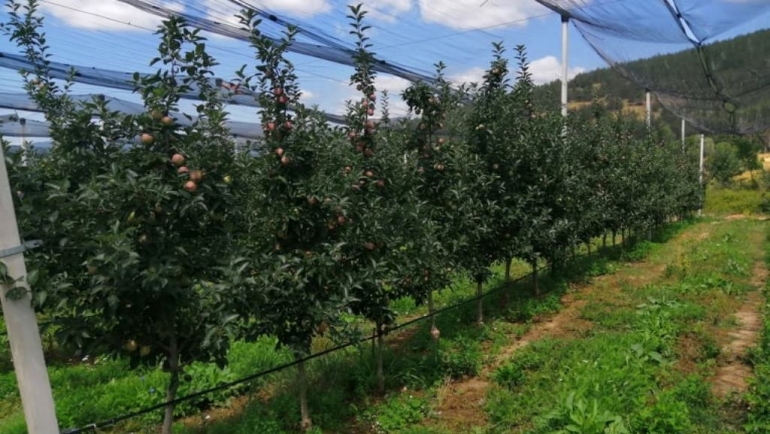 Тече рокот за аплицирање за финансиска поддршка за овоштарите и оризарите