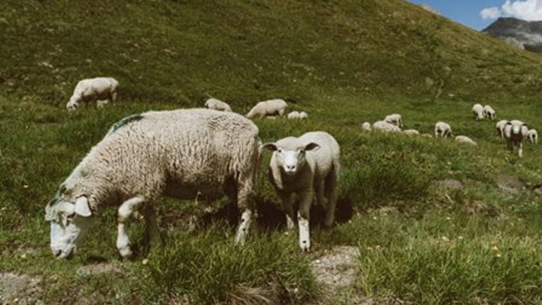 Исплатени субвенции за задржано женско јагне