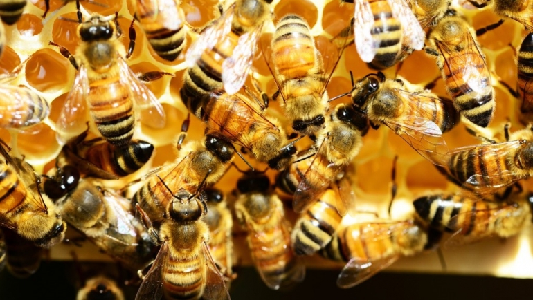 Пчела работничка – колкав е животниот век?