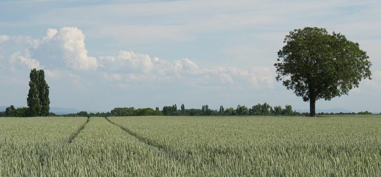 Како да се зачува влагата во почвата?