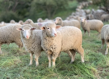 Исплатени субвенции за одгледувачите на овци