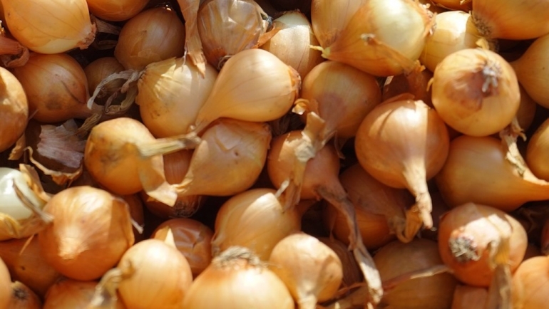 Есенско садење на кромид