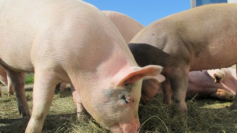  Исплатени субвенции за маторици, амортизирани несилки, пчелни матици и добиено теле по пат на В/О