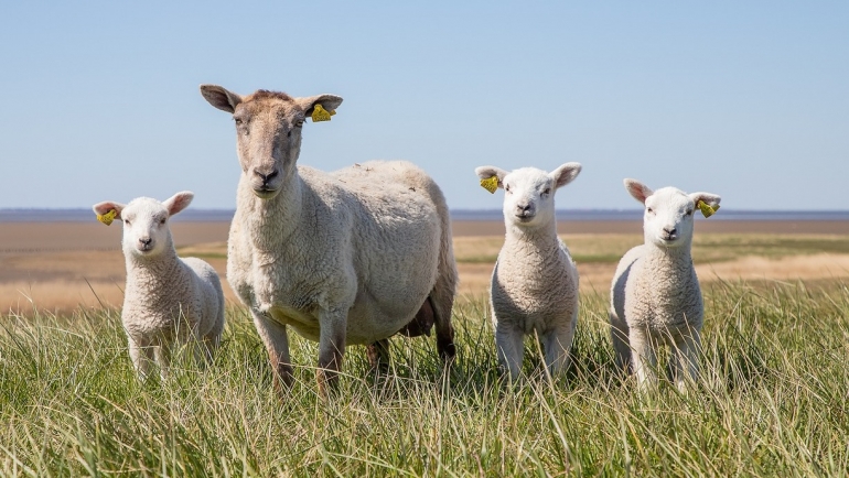 Јавен повик за плата на овчари