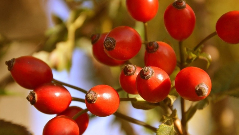 Есен – со пониски температури и многу работа во земјоделието