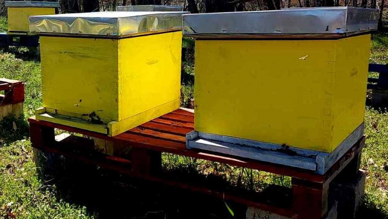 Активности во пчеларникот во рана есен