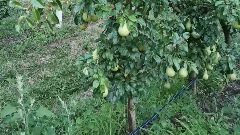 Наводнување и ѓубрење во овоштарството