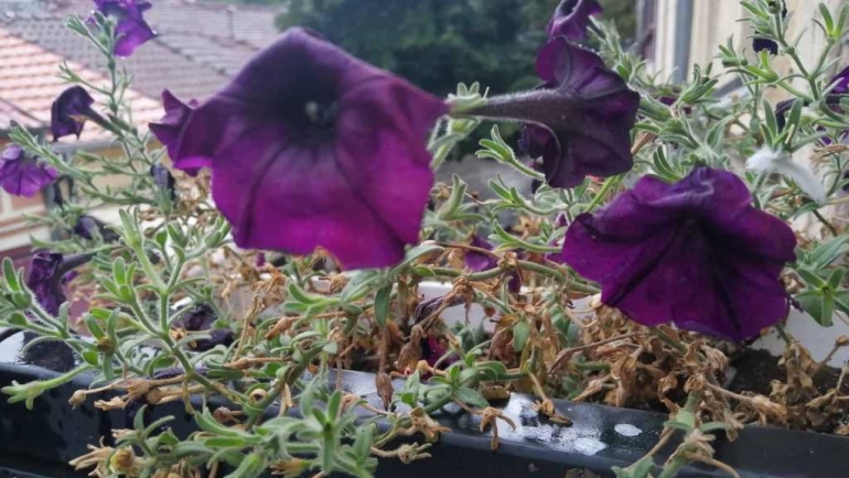 Бидете внимателни -денес ќе има  дожд, грмежи и ветер