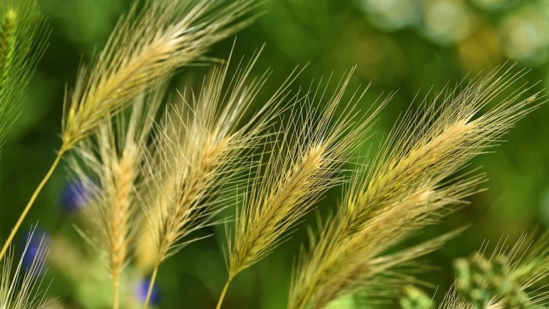 Најчести штетници кај житните култури и нивно сузбивање – Прв дел