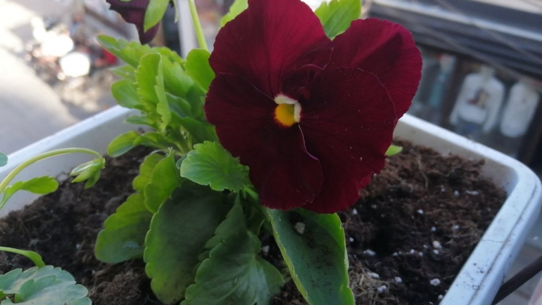 Есенски убавини во „Цвеќара Пресил“ Битола