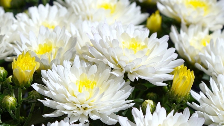 Хризантема – есенска кралица