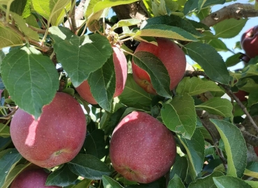 Исплатени дополнителните плаќања за остварено производство овошје