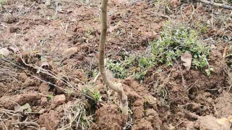 Есенско садење на овошки