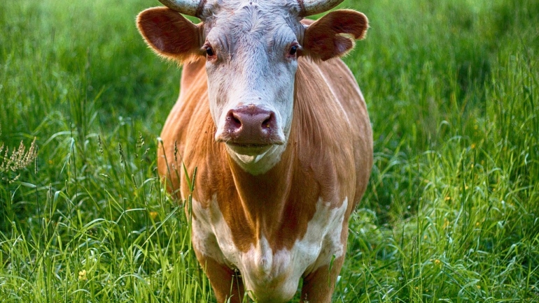 Избор на локација за изградба на фарма за молзни крави