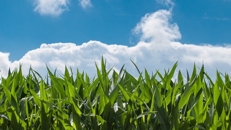 Плодоред во земјоделието