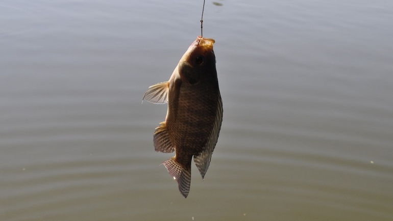 Јавен повик за барање за исплата во рибарството и аквакултура