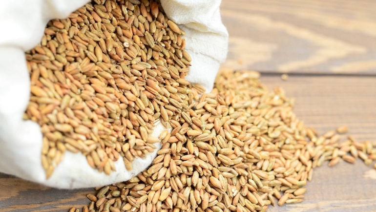 Есенска сеидба – со правилен избор на семе до големи приноси