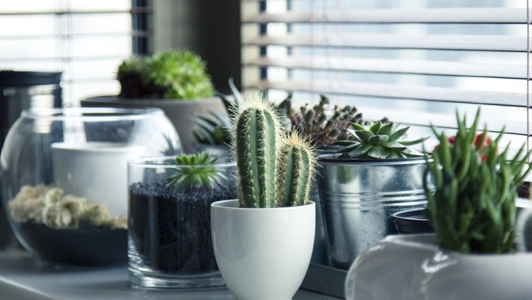 Нега на собни растенија во есен