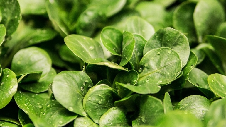 Садење зеленчук на отворено во есен