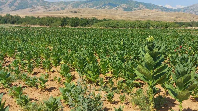  Финасиска поддршка за набавка на опрема за производство на тутун