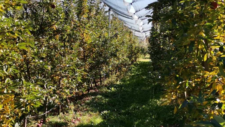 Заштита на овошните садници после бербата