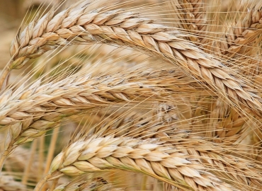 Јачмен –  најстаро одгледувано жито