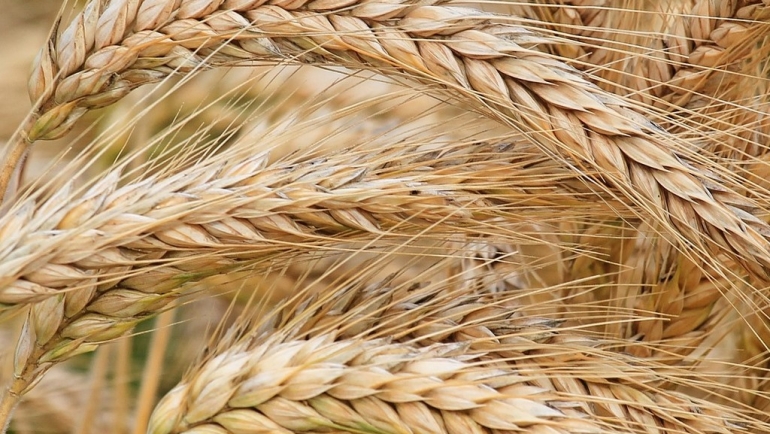 Јачмен –  најстаро одгледувано жито