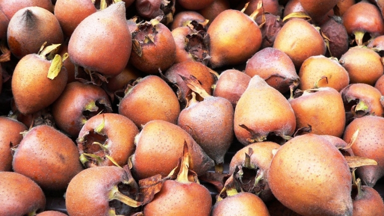 Мушмула – овошје полно здравје