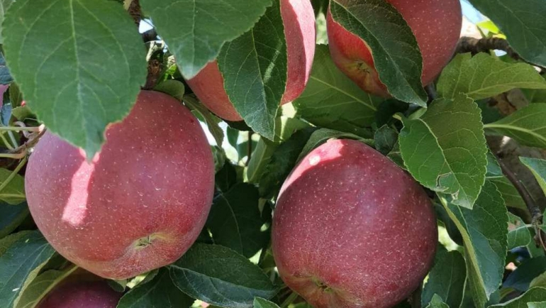 Аплицирање за дополнителни директни плаќања за предадени градинарски и овошни култури и грозје