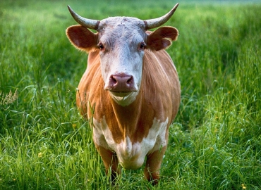 Исплатени субвенции за органско производство во 2021 година