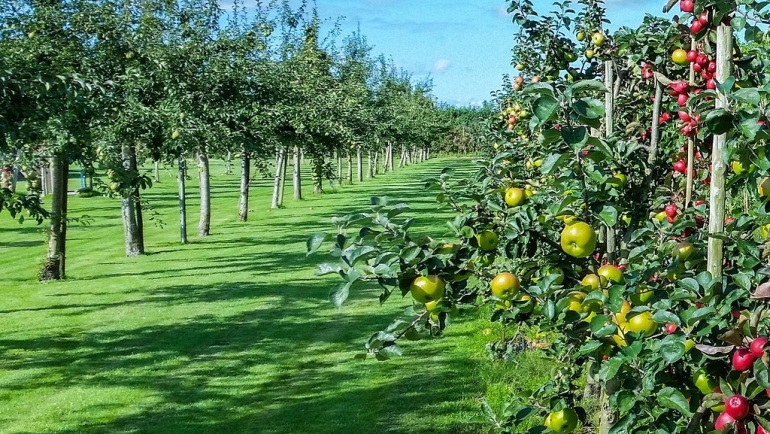 Растојание на кое треба да се садат овошките