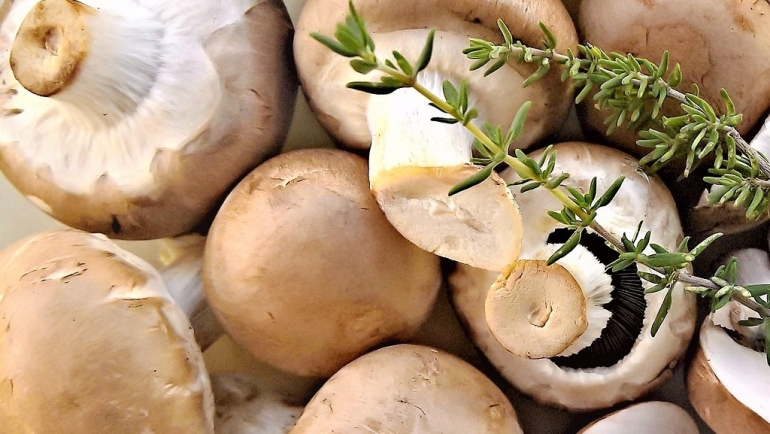 Одгледување шампињони