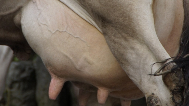 Хигиенски практики за време на молзење