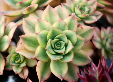 Сукуленти – како ја поднесуваат зимата?