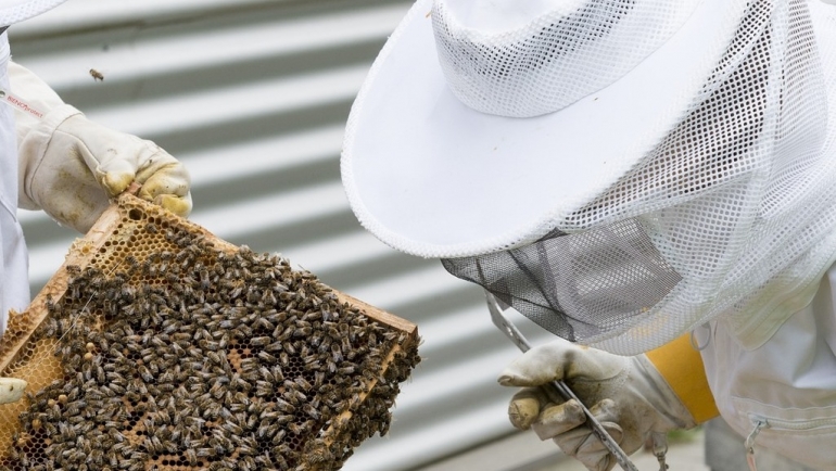 Златна пчела 2023