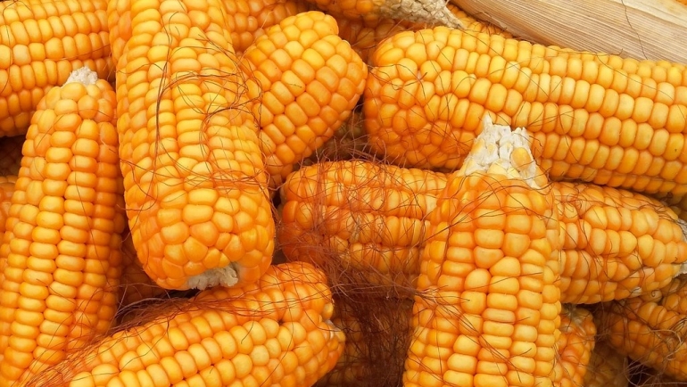 Одгледување  посеви како монокултура ги намалува приносите