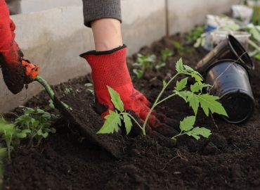 10 совети за одгледување расад за домати