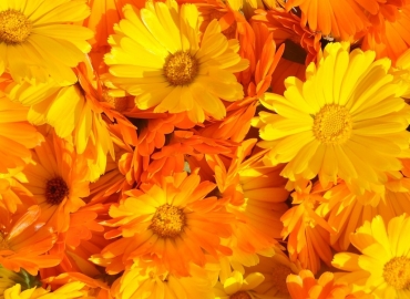 Март – месец за садење невен