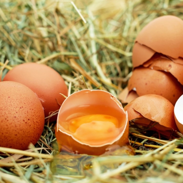 Кокошки несилки – кога се најпродуктивни?