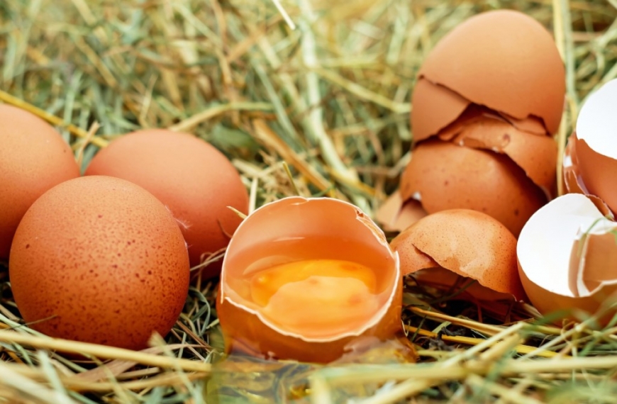 Кокошки несилки – кога се најпродуктивни?