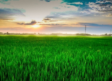 Исплатени субвенциите за сертифициран семенски матријал