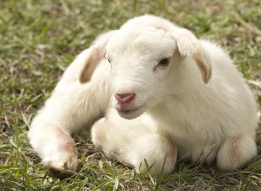 Исплатена поддршката за предадено јагне/јаре за 2024 година