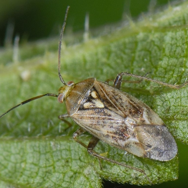 Штетници кај сончогледот – полска бубачка (Lygus rugulipennis).